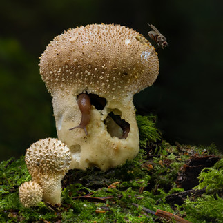 Bob Reynolds-Common Puffball Life (Nature). Print: 1st Place