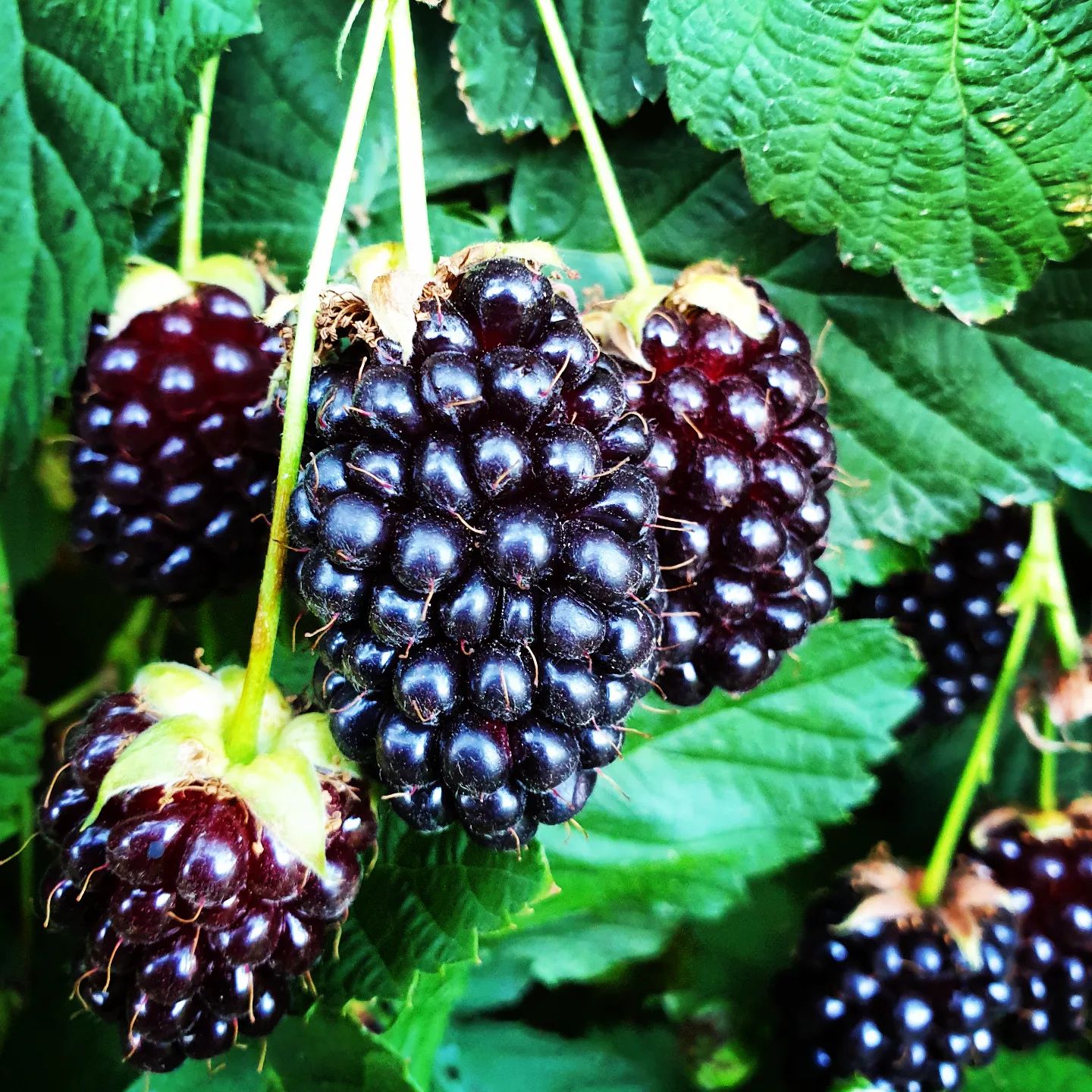 Bell Road Berries PYO berry orchard Tauranga 129 Bell Road, Papamoa