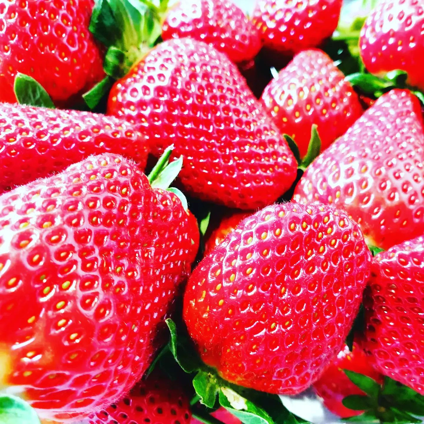 Bell Road Berries PYO berry orchard Tauranga 129 Bell Road, Papamoa