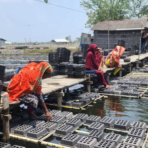 Crab workers at a farm in Satkhira. — Marzia Prova