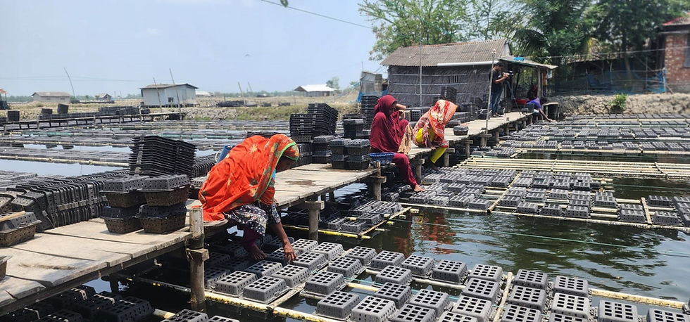 Crab workers at a farm in Satkhira. — Marzia Prova