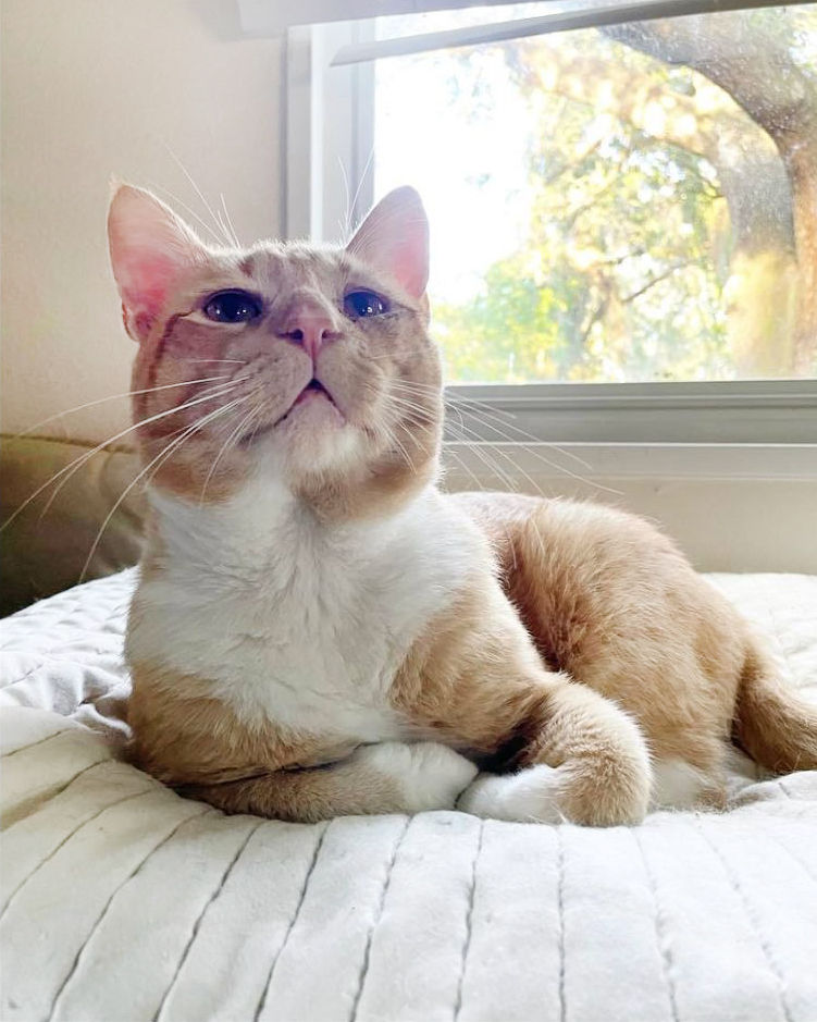 Adoptable Cats | Brozanski for Cats