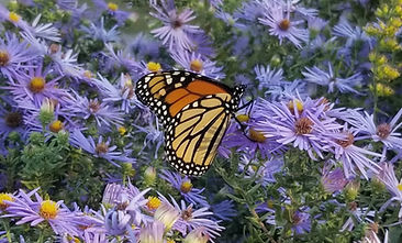 Monarch on asters_edited.jpg
