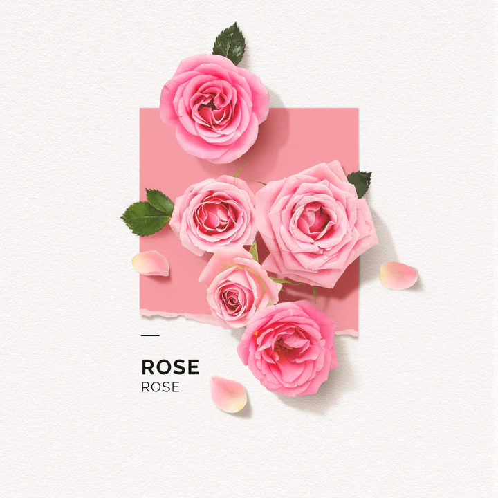 solinotes-rose-eau-de-parfum-4-scaled_720x.webp