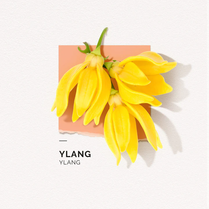 solinotes-ylang-eau-de-parfum-4-scaled_720x.webp