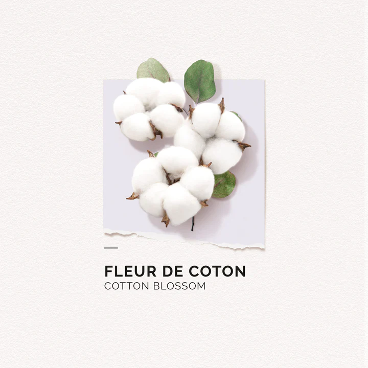 solinotes-coton-eau-de-parfum-1-scaled_720x.webp