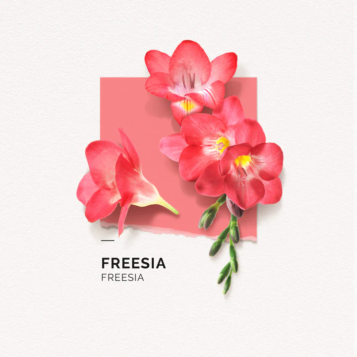 freesia-pantonnette-scaled_720x.webp