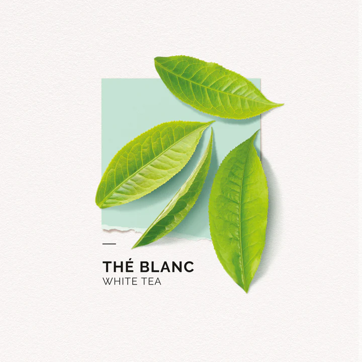 solinotes-the-blanc-eau-de-parfum-4-scaled_720x.webp