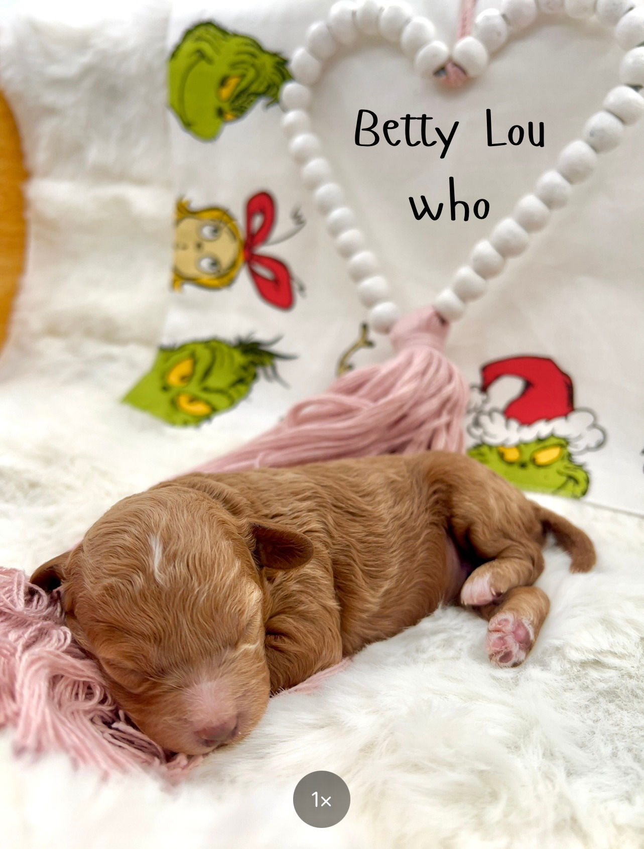 “Betty Lou” female Red and White Cavapoo