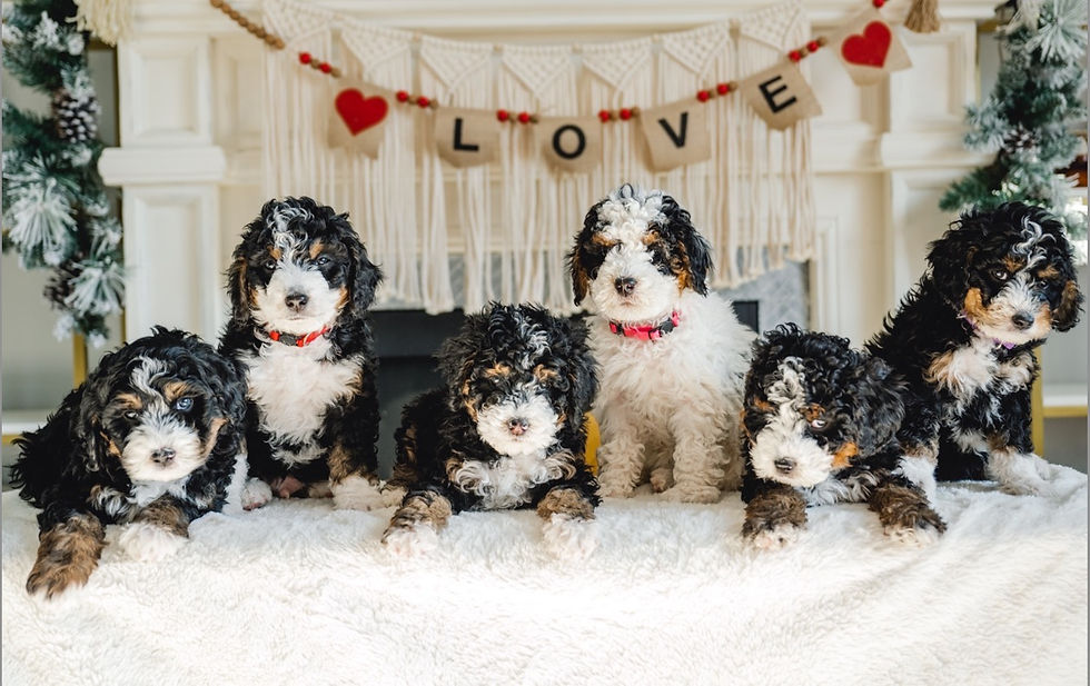 Tri Colored Mini Bernedoodle Waitlist