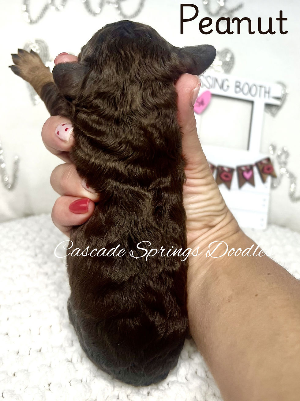 Thumbnail: “Peanut” Female  F1BB Chocolate Cavapoo born 2/7