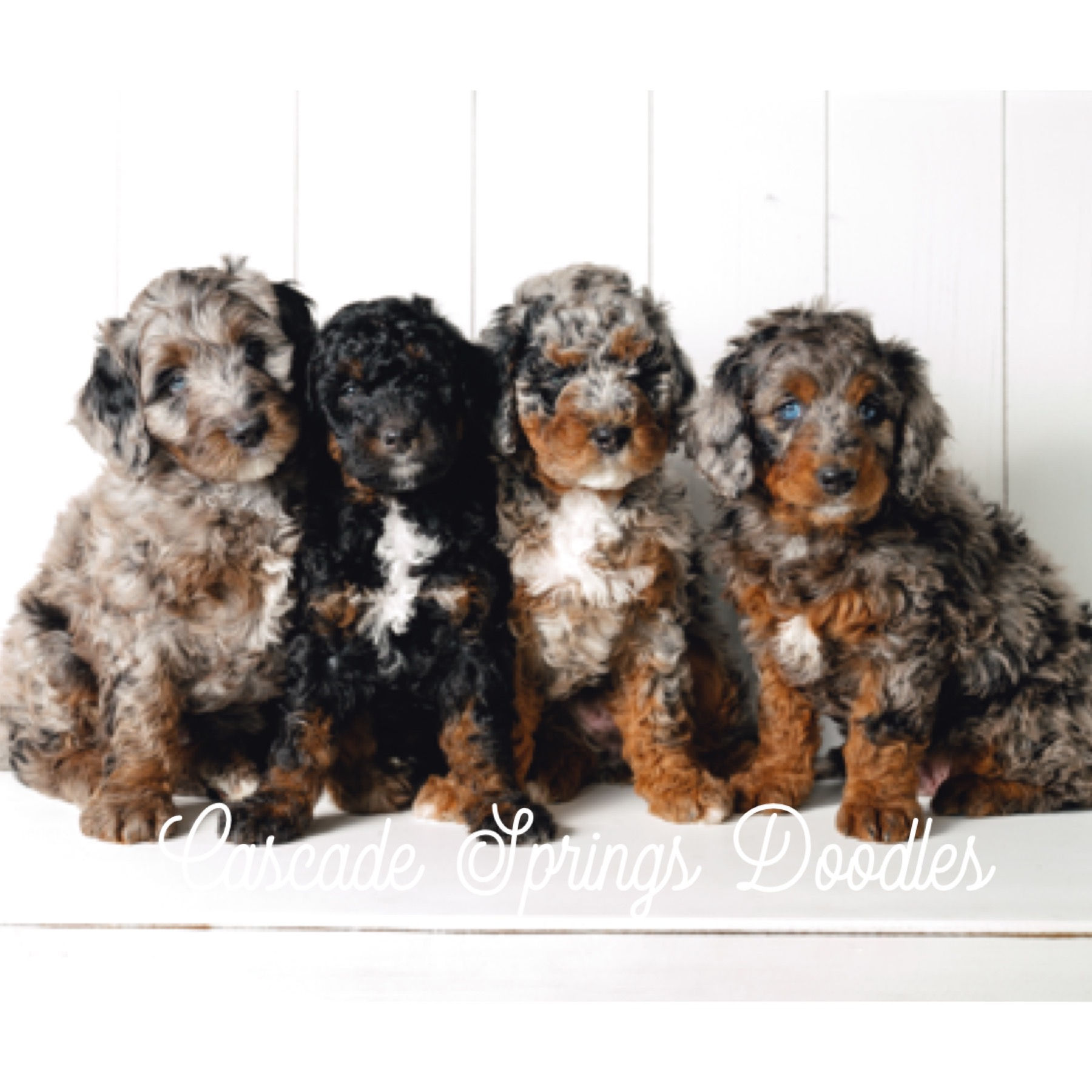 Mini Bernedoodles Chocolate, Merle and Tri Waitlist