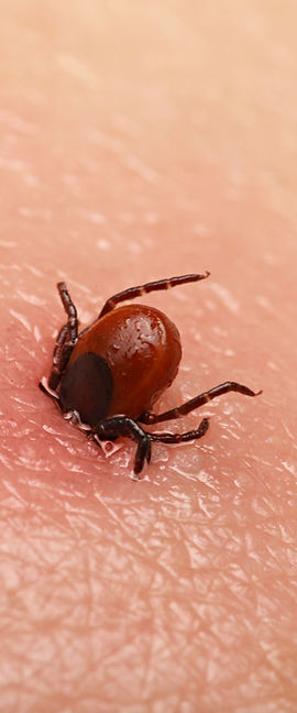 tick.jpg