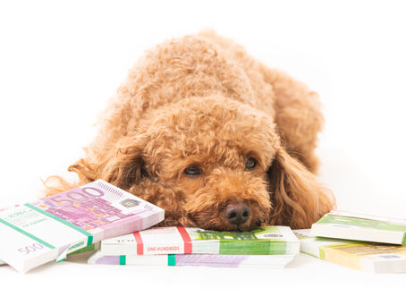 “Riches are in the Niches”:  How to Find Your Niche as a Dog Grooming Business Owner