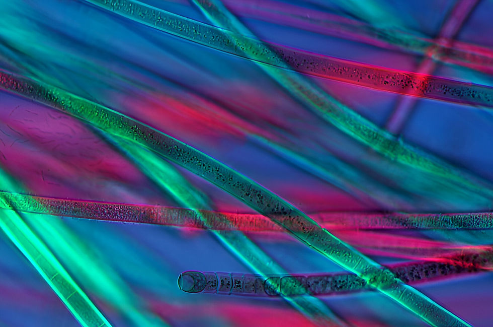 Micro15(Cyanobacteria).jpeg