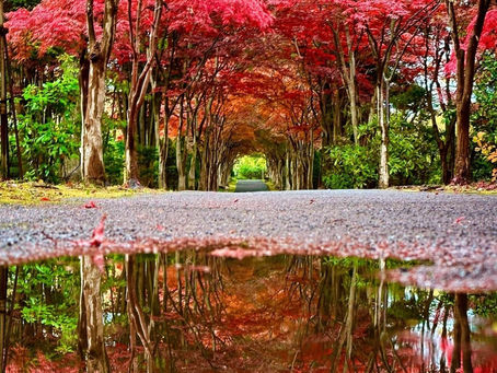 紅葉🍁🍁のトンネル