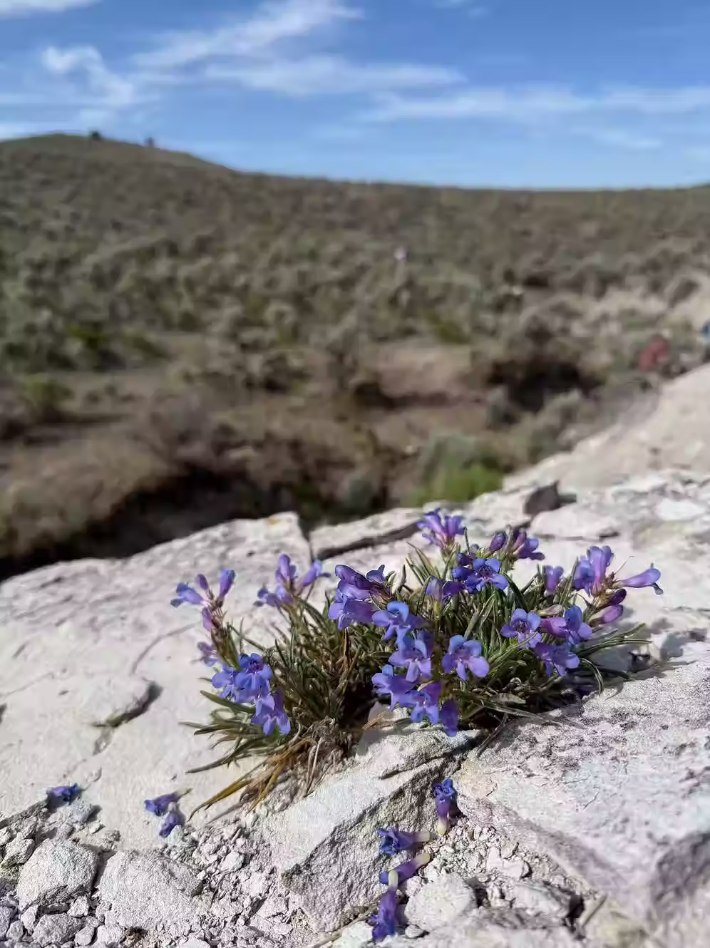 Idaho Penstemon
