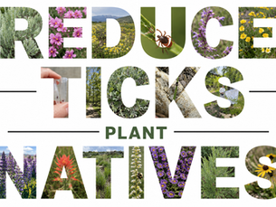 Reduce Ticks in the Mountain West - Plant Natives