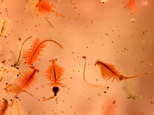 Every Utah Student Should Meet a Brine Shrimp