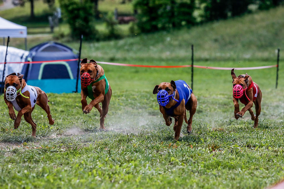 Miniatura: Four dogs in numbered racing vests and muzzles running.