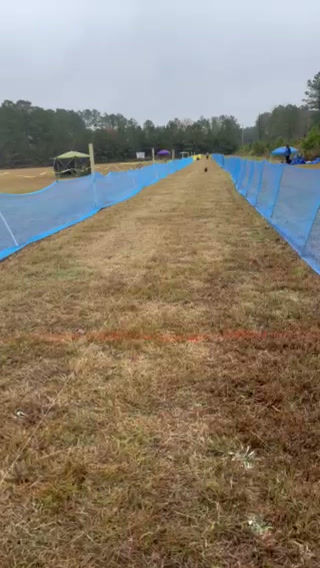 Miniature : Tally-Go Custom Quick Release Collar System