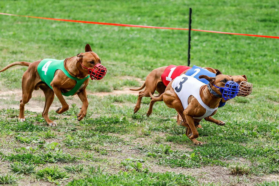 Miniatura: Dogs in colored racing vests sprinting on a green field.