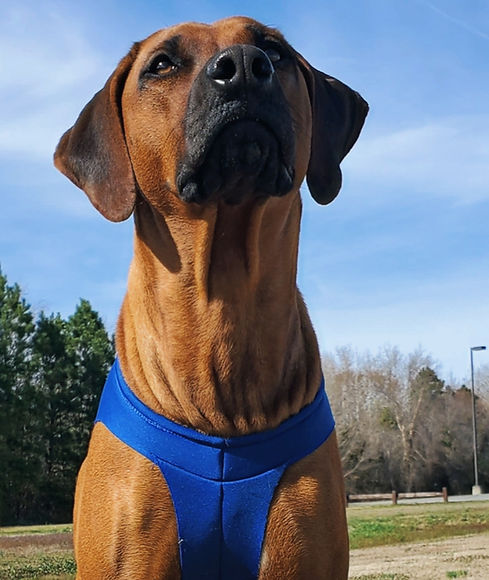 Rhodesian Ridgeback in a blue vest