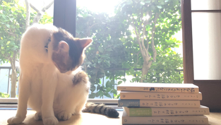 猫とマンガ。