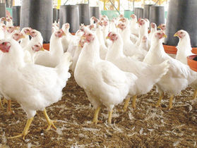 GOBIERNO CONTINÚA CON PROTOCOLOS DE ACTUACIÓN Y PREVENCIÓN ANTE INFLUENZA AVIAR.