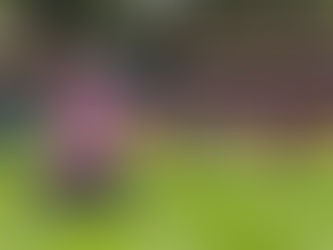 SE PROYECTA QUERÉTARO EN EL CIRCUITO ECUESTRE MÁS IMPORTANTE DEL MUNDO.