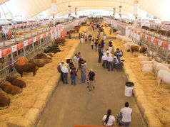 NO FUE TOMADA EN CUENTA LA UNIÓN GANADERA PARA LA FERIA SAN JUAN DEL RÍO.