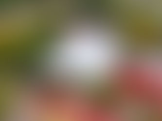 ROBERTO CABRERA ENTREGA OBRAS EN TELESECUNDARIA DE SENEGAL DE LAS PALOMAS.