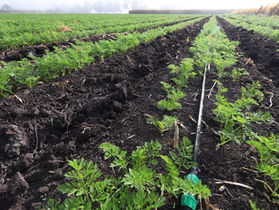 APUESTA SEDEA POR LA TECNIFICACIÓN DE RIEGO.