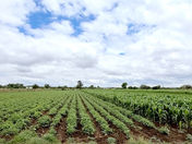 HASTA EL MOMENTO EL CAMPO NO PRESENTA AFECTACIONES.