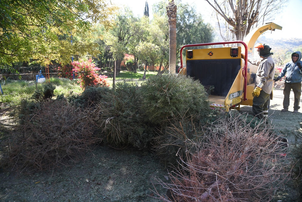 Implementará la campaña de Recolección de Árboles de Navidad 2025.