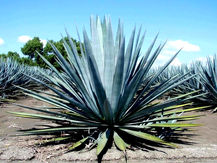 EL AGAVE ES VISTO COMO OTRA OPCIÓN PARA EL CAMPO QUERETANO.