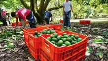 Garantizan la continuidad operativa del sector aguacatero en Michoacán
