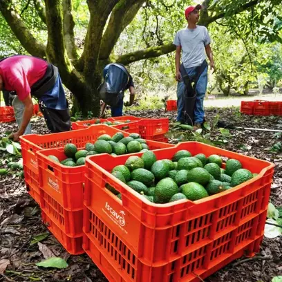 Garantizan la continuidad operativa del sector aguacatero en Michoacán