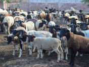 MUNICIPIO Y SEDEA EMITIERON LA CONVOCATORIA PARA EL PROYECTO IMPULSO AL DESARROLLO RURAL.