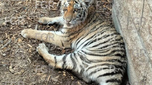 En cateo, FGR asegura fauna silvestre considerada en peligro de extinción.