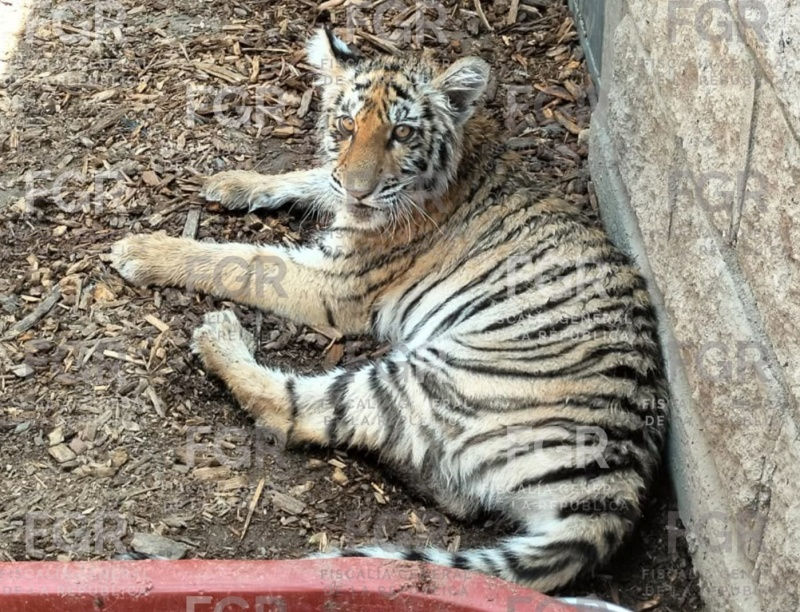 En cateo, FGR asegura fauna silvestre considerada en peligro de extinción.