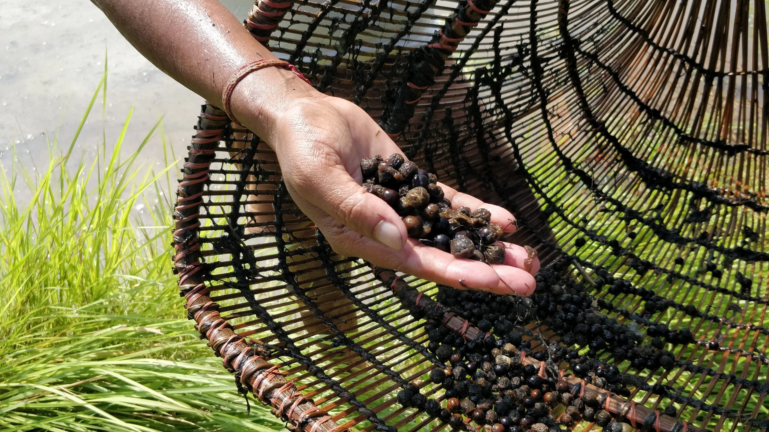 Makhana Seeds filtered via a laborious manual process