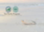 Sea turtle returning to the ocean after nesting