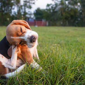 Se pet coça demais? Pode ser alergia!