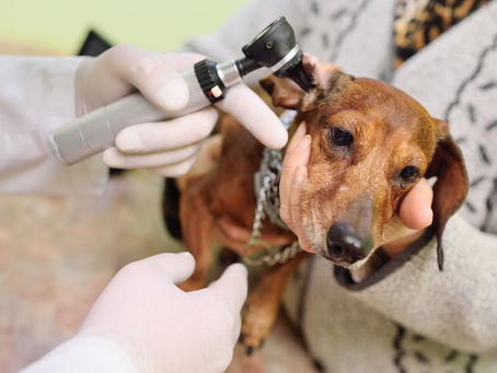 Otites em cães: Como identificar e tratar a inflamação no ouvido?