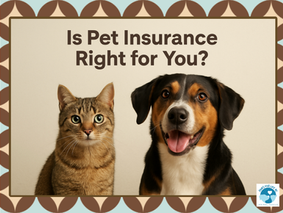 Let's talk about Pet Insurance