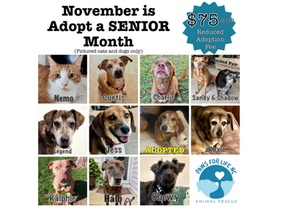 Reduced Adoption Fees for SENIOR Dogs and Cats in November