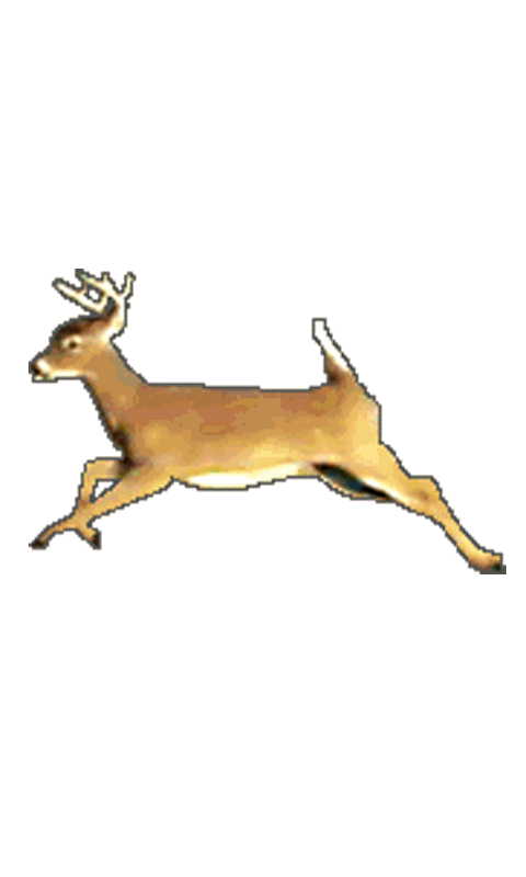 deer.gif