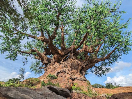 On this day: Disney's Animal Kingdom Opened in 1998