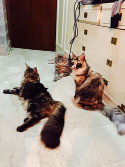 Maine Coon